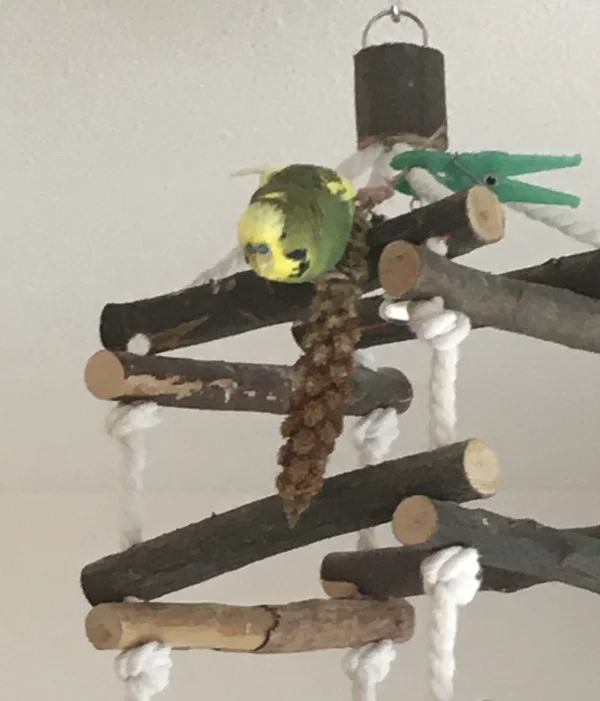 Wellensittich-Bild: Unser lieber Charlie weiß noch nicht so genau, wie er auch an den unteren Teil der Kolbenhirse kommt. Erstmal versucht er es nur von oben. Die mittlere Etage des Sitzplatzes hat er noch nicht entdeckt. 