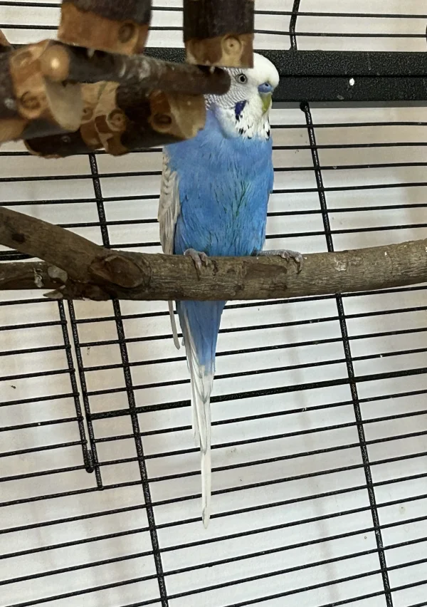 Wellensittich-Bild: Bobby hat im Trinkwassernapf gebadet. Danach hat er versucht, sich vor der knipsenden FeLo zu verstecken - aber ich hab ihn erwischt ;)