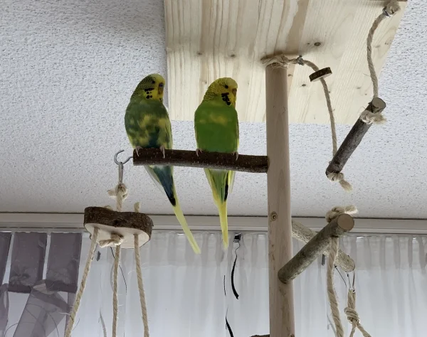 Wellensittich-Bild: Das erste Mal sitzen Lily und Charlie auf dem Welli-Baum. So ganz geheuer ist ihnen das noch nicht, aber vielleicht sind sie jetzt neugierig (genug) geworden. 