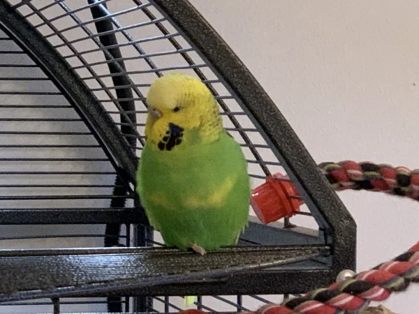 Wellensittich-Bild: Unsere Lily sitzt gerne auf dem Balkon und relaxed ein bisschen.