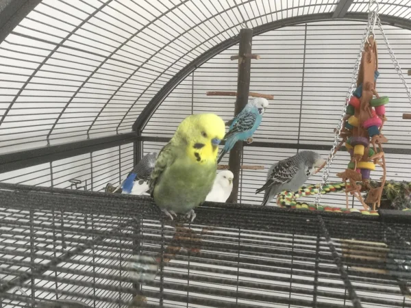 Wellensittich-Bild: Mango Profil