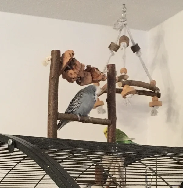 Wellensittich-Bild: Nein, die ist noch da!