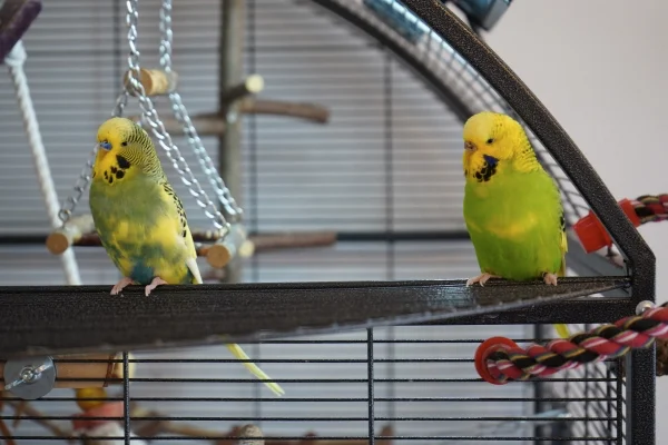 Wellensittich-Bild: Lily und Charlie sitzen gerne still für den FeLo mit seiner neuen Kamera.