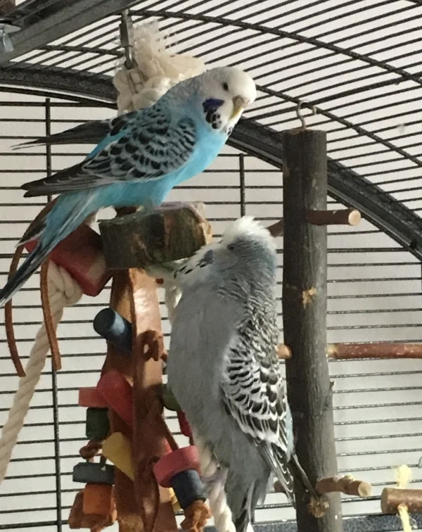 Wellensittich-Bild: Ich will zu meiner Maja hinauf! Fast wie Romeo und Julia!