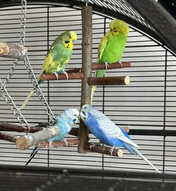 Wellensittich-Bild: Manche werden gekrault (Maja) oder kraulen die Liebste (Bobby), andere putzen sich selbst (Emma) oder schauen nur zu (Charlie).