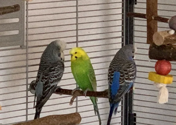 Wellensittich-Bild: Wie die Hühner - sorry, natürlich auch zwei Hähne - auf der Stange. Teddy, Diego und Luna sitzen einträchtig nebeneinander. 