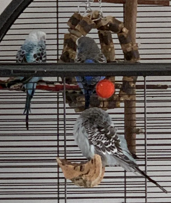 Wellensittich-Bild: Teddy schläft gerne draußen und die Mädels ratschen ein bisschen.