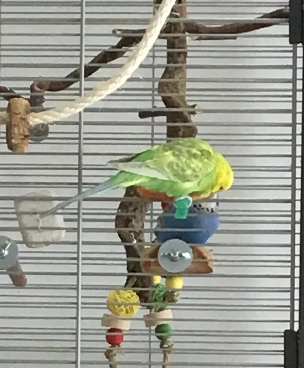 Wellensittich-Bild: Luna und Diego sind am Apfel verabredet!
