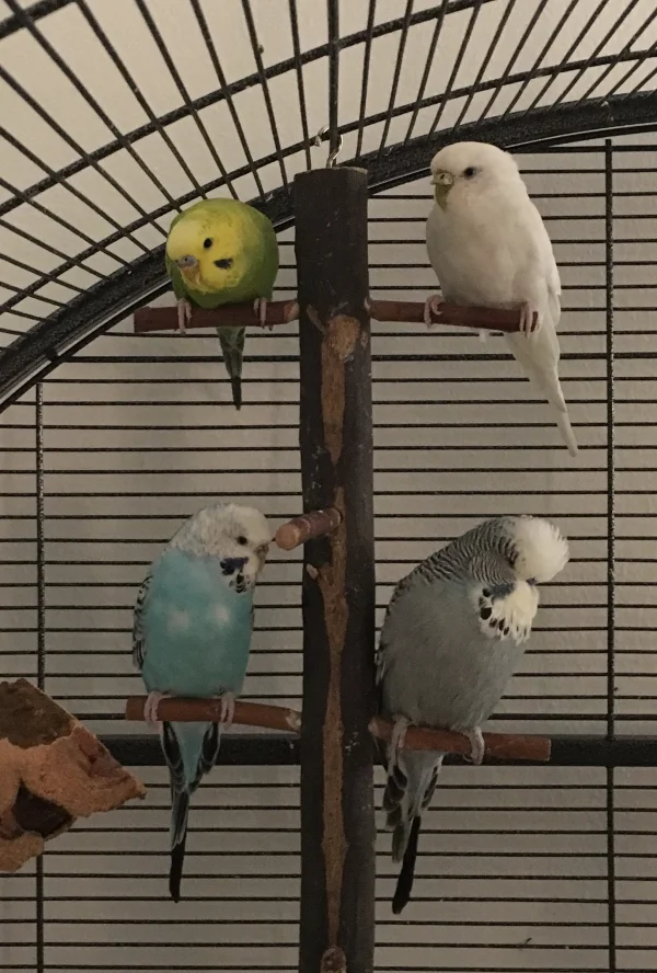 Wellensittich-Bild: Wir sind wieder zu viert! Diego (grün), Minnie (weiß), Maja (türkis) und Teddy (grau).