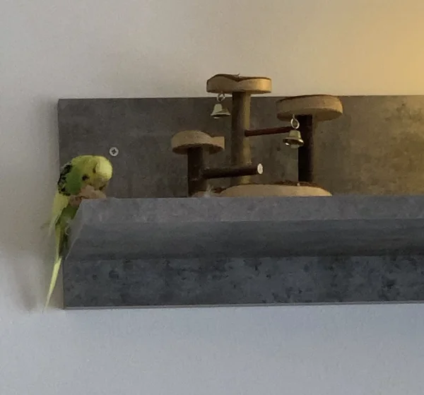 Wellensittich-Bild: Lilly knabbert am Kork und sitzt dabei gerne nahe am Rand. Kurz nach dem Foto ist der Kork dann „abgestürzt“ und Lily hat ganz erstaunt nach unten geschaut. Immer sehr lustig zu beobachten. 