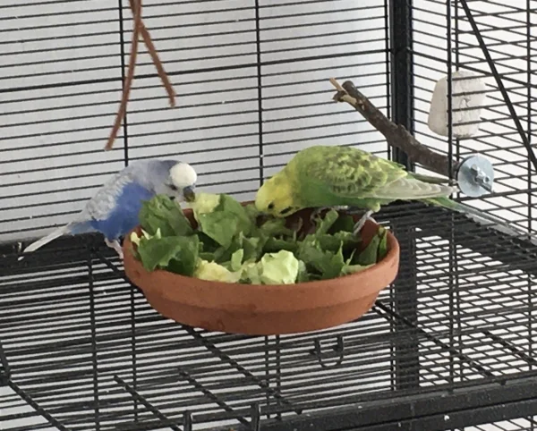 Wellensittich-Bild: Der Salat schmeckt den beiden Hähnen sehr gut!