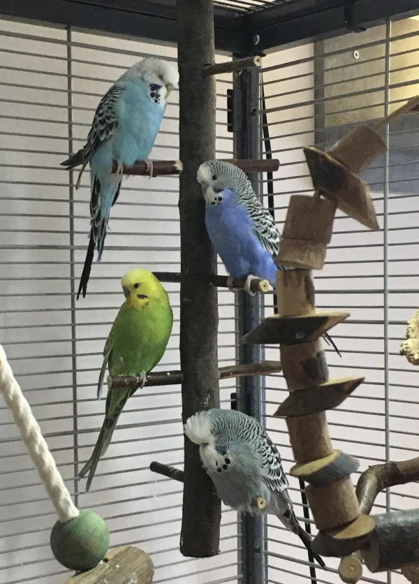 Wellensittich-Bild: Jeder hat sein eigenes Stockwerk. Dann gibt’s auch kein Gerangel! Von oben: Maja, Luna, Diego & Teddy