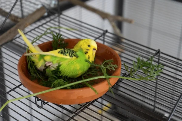 Wellensittich-Bild: Lily liebt das Bad im Möhrengrün.