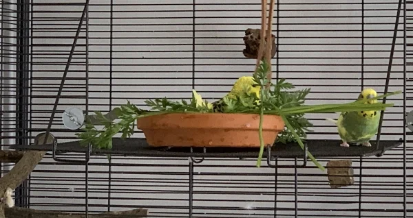 Wellensittich-Bild: Lily versteckt sich ein bisschen im Möhrengrün und Charlie knabbert die Stengel an.