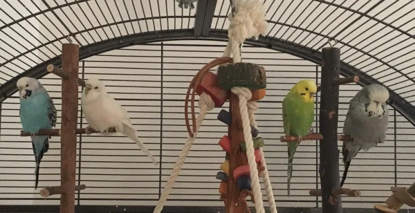 Wellensittich-Bild: Manchmal müssen die auch brav getrennt sitzen. Links: Maja & Minnie und rechts: Diego & Teddy!