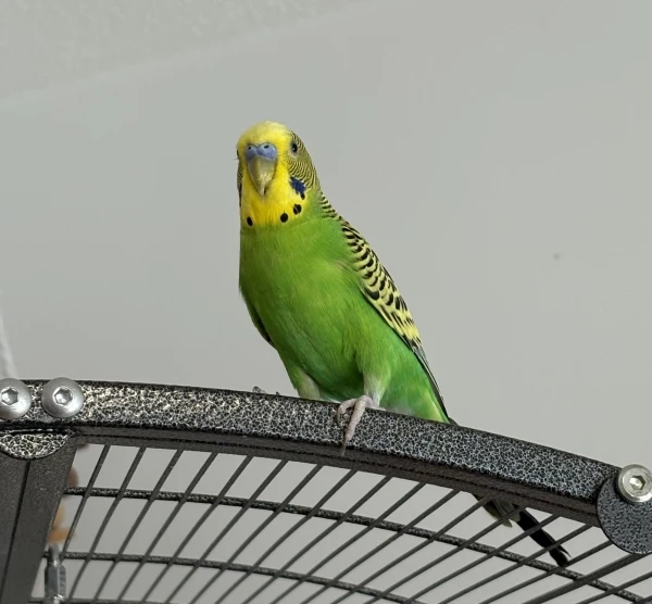 Wellensittich-Bild: Das ist Leo, unser Neuzugang. Er fühlt sich schon wohl und ist recht neugierig.