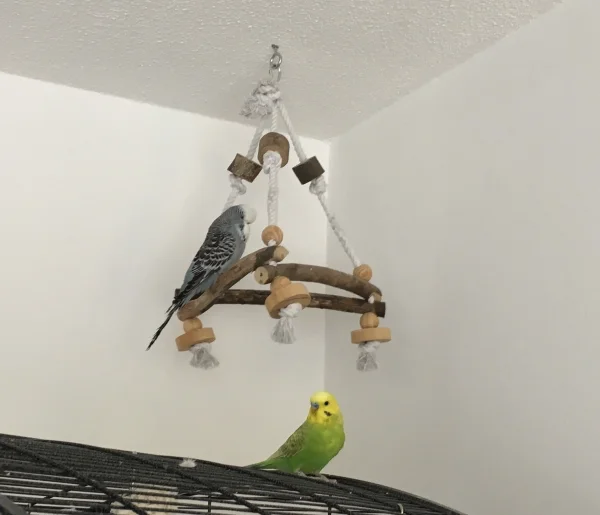 Wellensittich-Bild: Ich will auch da rauf. Wie mache ich das nur?