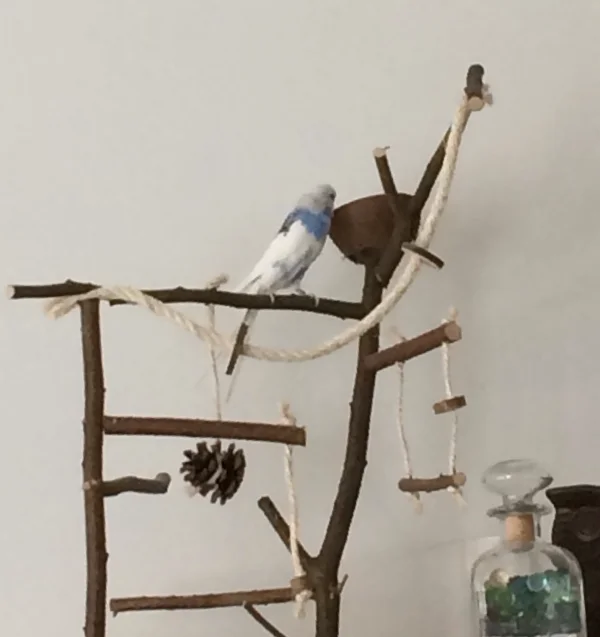 Wellensittich-Bild: Maus Profil