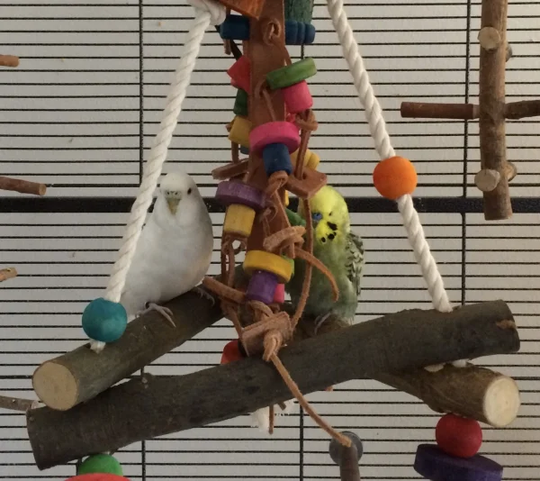 Wellensittich-Bild: Minnie und Mango spielen morgens gern Verstecken!