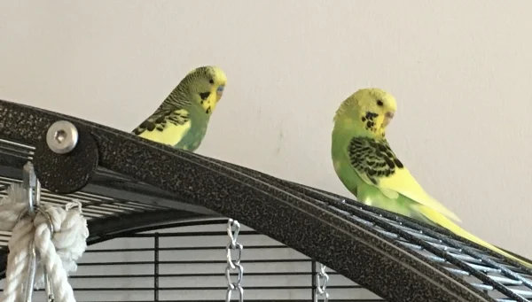 Wellensittich-Bild: Lily und Charlie verstehen sich schon gut und gehen bzw. fliegen gerne zusammen auf Entdeckungsreise.