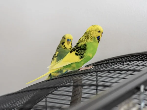 Wellensittich-Bild: Charlie schaut bewundernd seine Lily an.