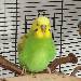 Profil Diego