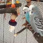 Das neue Pärchen