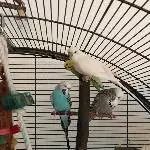 Bird Pack