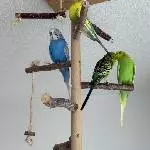 Guck mal, die kraulen