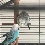 Kraulst Du mich?