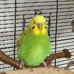 Profil Diego