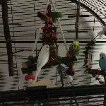 The Bird Pack