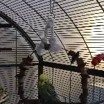 Huebscher Mango