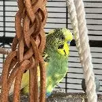 Spiky Charlie