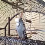 Teddy Profil