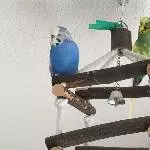 Bobby und Charlie auf dem Ausguck