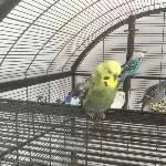 Mango Profil