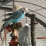 Teddy und Maja