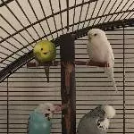 Neues Birdpack