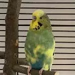 Stolzer Bobby