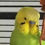 Süßer Diego
