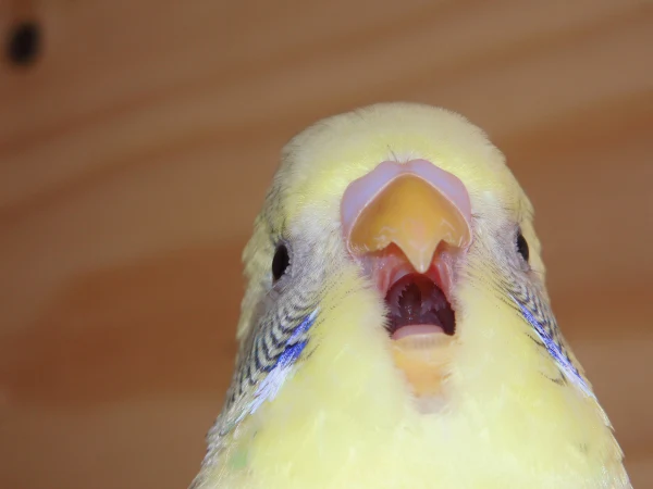 Wellensittich-Bild: Mein Polly wenn er lange gähnt :D 