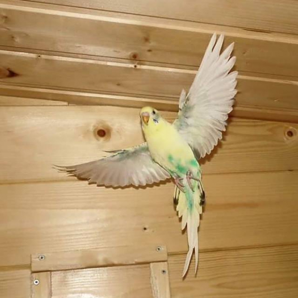 Wellensittich-Bild: Mein Polly im Flug :) 