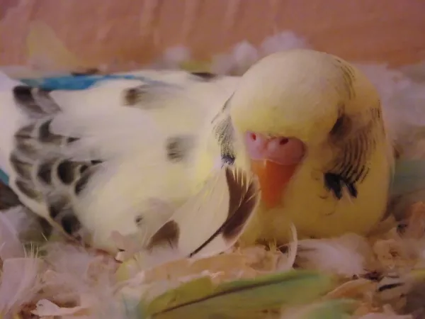 Wellensittich-Bild: Mein Polly hat sich zwischen Federn eingekuschelt und schläft <3 