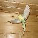 Mein Polly im Flug :)