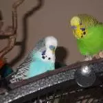 Jake uns Strolch 