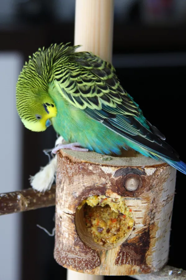 Wellensittich-Bild: Diese doofen Federn jucken aber auch am Bauch...