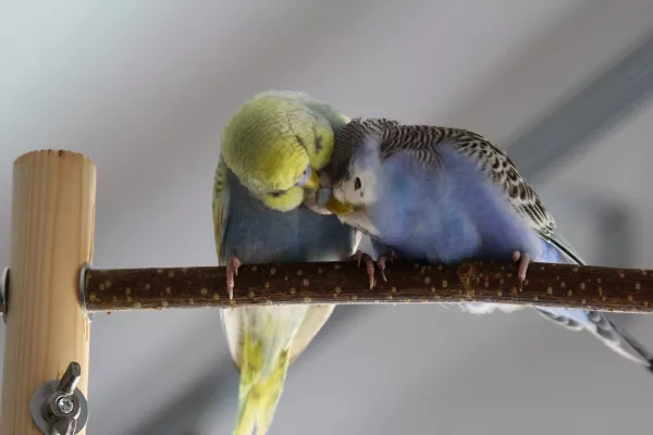 Wellensittich-Bild: Happy krault zärtlich und Lila genießt es intensiv.