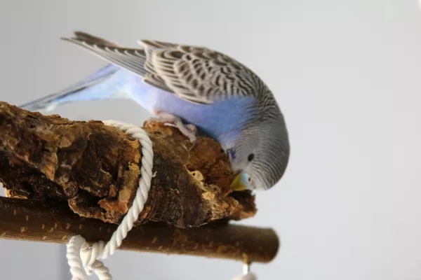Wellensittich-Bild: ...und nutz diese Knabbermöglichkeit gerne.