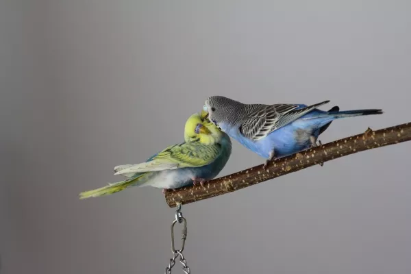 Wellensittich-Bild: Schmusen muss sein.